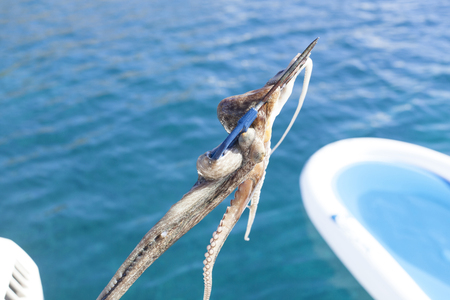 octopus on a spearの写真素材