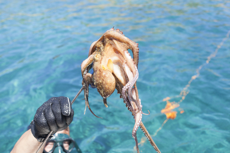 Fished  octopus on a spear の写真素材