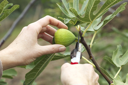 a close up of a woman hand with a scissors, she is picking a fig from the green plant. 