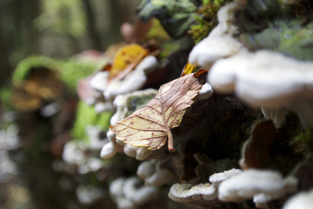 a macro shot of a yellow leaf in the autumn woodsの写真素材