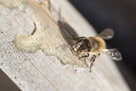 horizontal macro shot of a bee sucking some acacia flowers honeyの写真素材