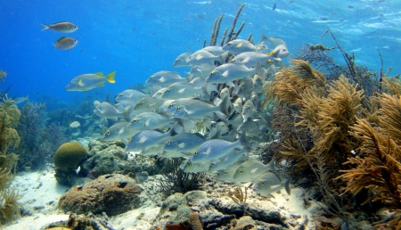 school of fish