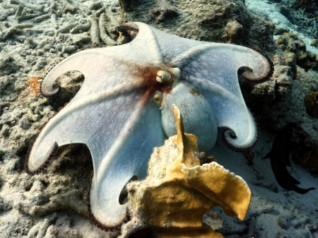 posing common octopusの写真素材