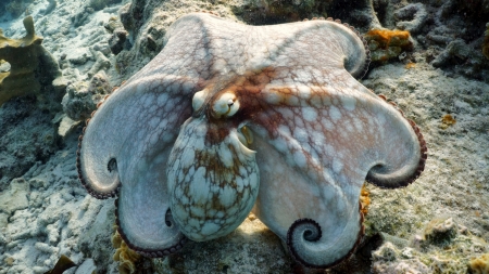 posing common octopusの写真素材