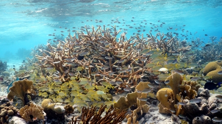 colorful tropical reefの写真素材