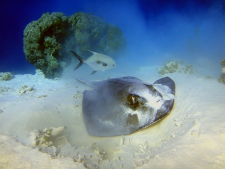 feeding stingray