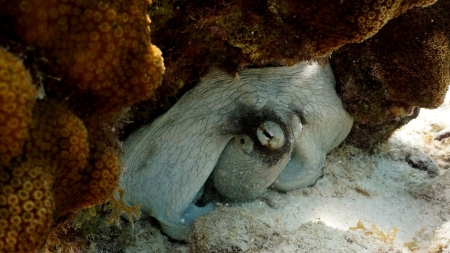 common octopusの写真素材