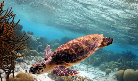 swimming hawksbill turtle