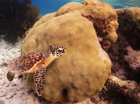 swimming hawksbill turtle