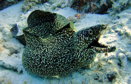 hunting spotted moray eel