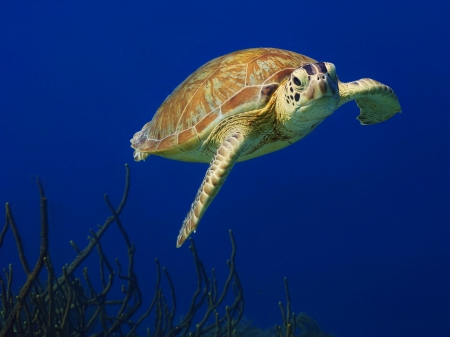 swimming green sea turtle