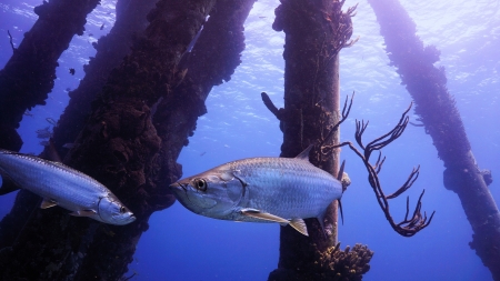 Tarpons swimming through pillars of pierの写真素材