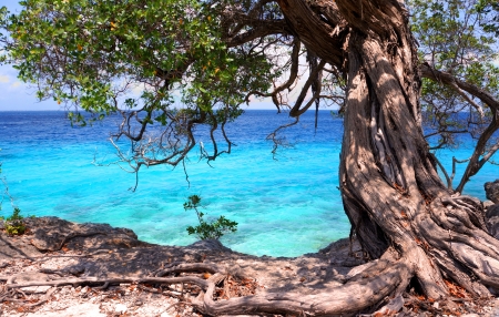 tropical tree at shoreの写真素材