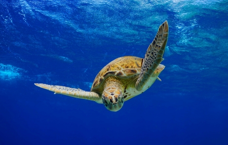 Green Sea Turtle descending into the blue after taking a breath on the surfaceの写真素材