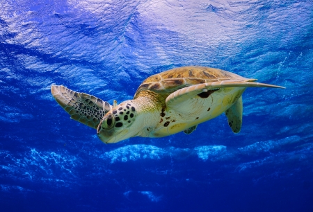 Green Sea Turtle descending into the blue after taking a breath on the surfaceの写真素材