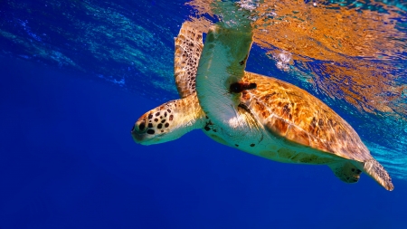Green Sea Turtle descending into the blue after taking a breath on the surface