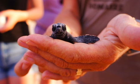 sea turtle conservasionist holding hatchling