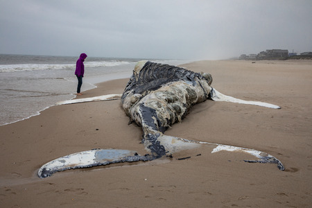 Dead female humpback whale at shore with ocean in background with person looking at itの写真素材