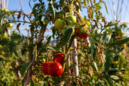 Close-up of green and red tomatoes on tomato plantationの写真素材