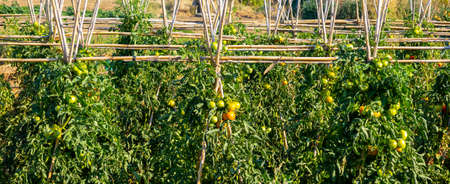 Tomato bushes on tomato plantation.の写真素材