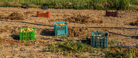 Potatoes in crats on a small farmの写真素材