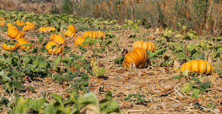 Pumpkins in a pumpkin field on a small farmの写真素材