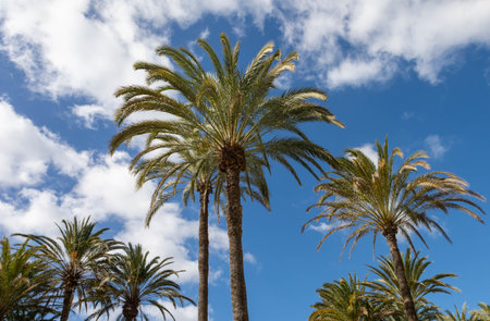 Palm trees on the island of Gran Canaria, Spain.