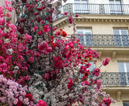 Cherry blossoms in Paris, France on a spring day.の写真素材