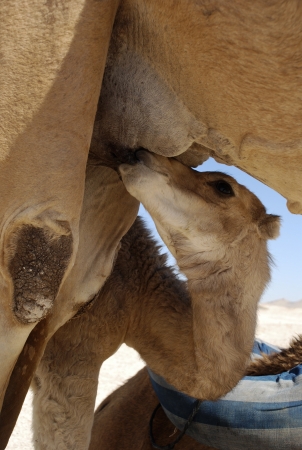 young camel in Egypt, Saharahの写真素材