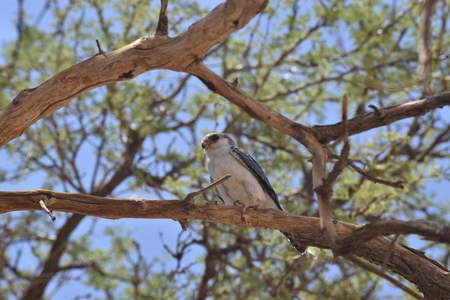 African Pygmy Falcon (polihierax semitorquatus) in tree, Namib Desert, Namibia,の写真素材