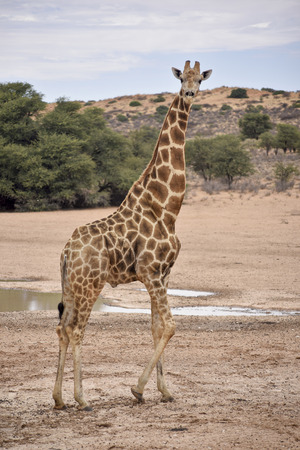 Giraffe near a dry waterhole in the Kgalagadi Transfrontier Park, South Africaの写真素材