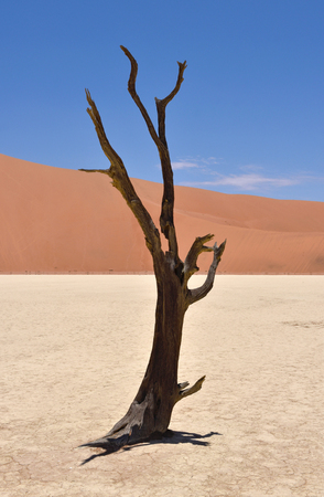 lonely old tree in Deadvlei, Sossusvlei, Namib-Naukluft Park, Namibiaの写真素材