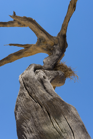Death tree with bird nest, Deadvlei, Sossusvlei, Namib-Naukluft Park, Namibiaの写真素材