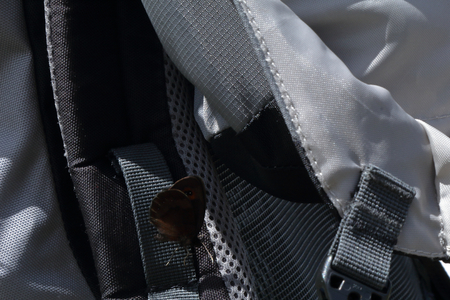 A dark brown butterfly perched on the strap of a dark grey bagpack