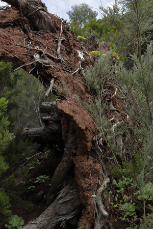 The overturned roots with earth of a big Laurisilva tree in the Anaga park in Tenerife, Spainの写真素材