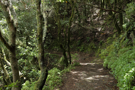 A path in the Anaga rural park in Tenerife island in the Canariesの写真素材