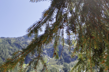 Pine branches and leaves with mountains, creeks and waterfalls as background, in the Vigezzo Valley, northern Italian Alpsの写真素材