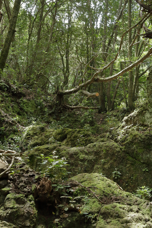 The moss in the Lauisilva forest in the Anaga rural park in the Tenerife island, Canariesの写真素材