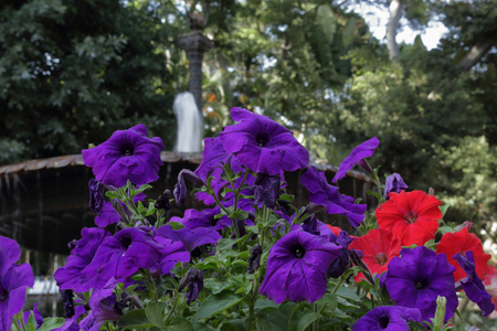 Ref and violet flowers with a round fountain with falling water on the background, in Plaza del Principe park, in Tenerifeの写真素材