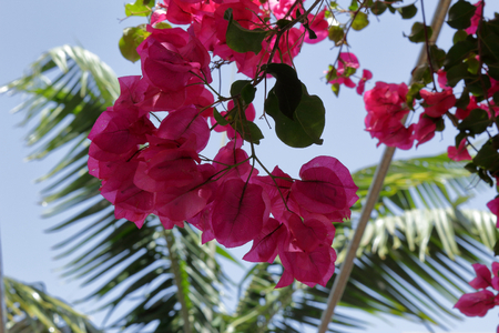Bougainvillea flowers in Santa Cruz de Tenerife, Canary islands, with a blue sky as backgroundの写真素材