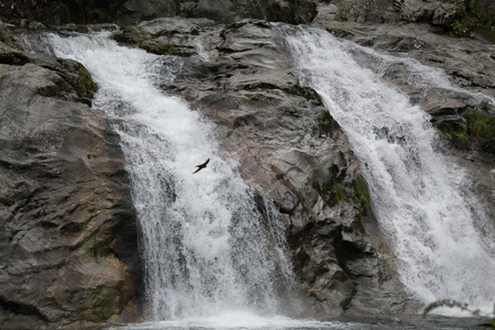 The Loana torrent waterfall on rocks surrounded by pines, firs and other green trees in Malesco, Vigezzo Valley, Italyの写真素材