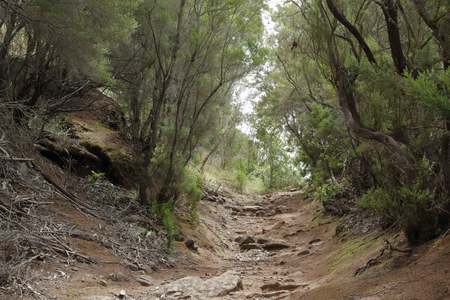 The Path of the Senses in the Anaga rural park in Tenerife island in the Canariesの写真素材