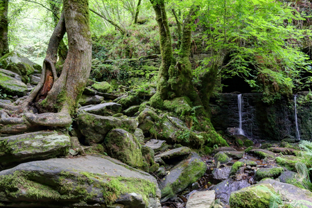 A moss covered rocky waterfall in the luxuriant thick Fragas del Eume forest, together with trees with roots in the stones next to the Eume river, in Galicia, Spainの写真素材