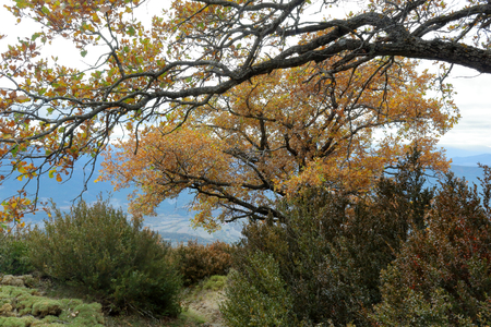 Blue cloudy sky and typical mountains and hills covered with forest met in autumn while hiking from the small Yebra de Basa town to Santa Orosia church on the Pyrenees mountains, Aragon, Spainの写真素材