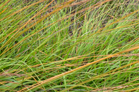 A close up on a tuft of grass with green and yellow leaves, typical colors of autumnの写真素材