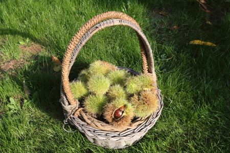 A basket in the green grass full of Spanish chestnuts (Castanea sativa) green and brown burrs, at the sunlight. Some are closed, other are openingの写真素材