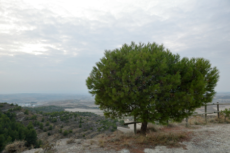 A lonely pine tree standing on an arid hill against a cloudy sky at sunset in the rural town of Leciñena, Aragon region, Spainの写真素材