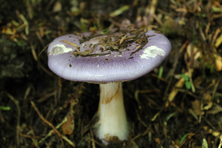 A close view of a violet cap and white stalk Cortinarius Iodes mushroom on the ground of a forestの写真素材