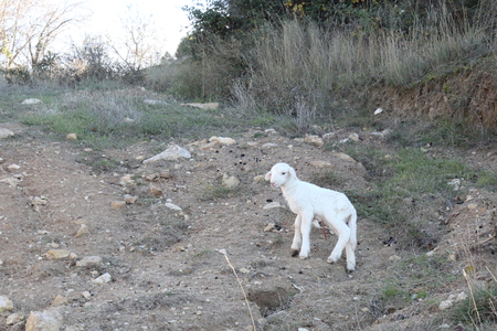 A recently birth lamb, with still the umbilical cord, looking for its mother sheep walking on grass in the mountains of Monterde, Aragon region, Spainの写真素材
