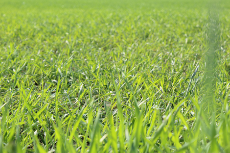 A close view of a lawn field in perspective during early spring with mowed grass in Galliate, Piedmont region, Italyの写真素材